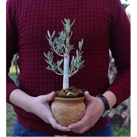 Dokulu Toprak Saksı İçinde Zeytin Fidanı – Kahverengi