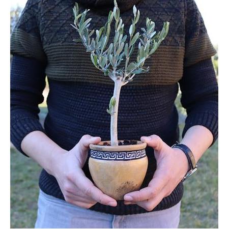 Meander Motifli Toprak Saksı İçinde Zeytin Fidanı – Açık Kahve