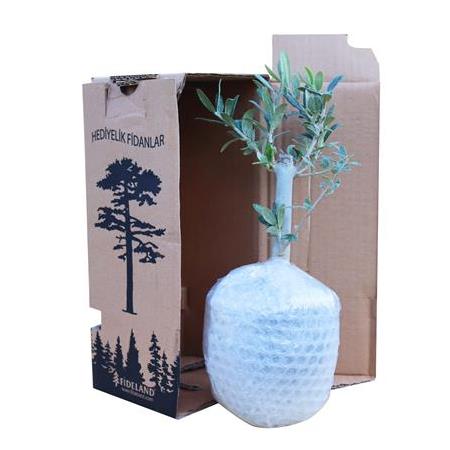 Kabartmalı Kare Dekoratif Saksı İçinde Zeytin Bonsai