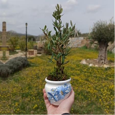 Çiçek Motifli Saksı İçinde Zeytin Ağacı (Beyaz)