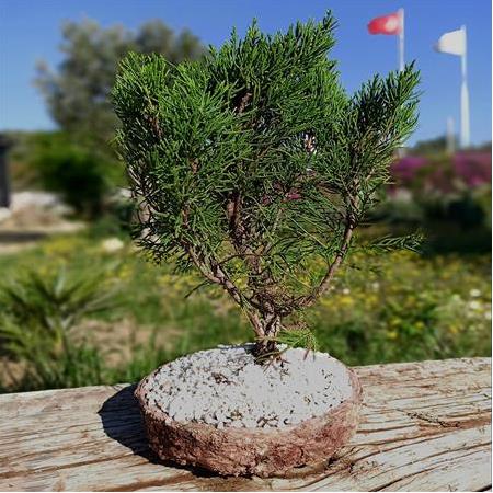 Ayaklı Dekoratif Saksı İçinde Ardıç Bonsai   Ürün Ölçüsü: 5-59 cm