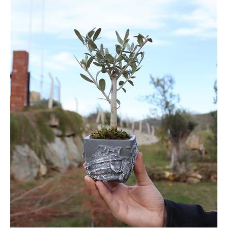 Kabartmalı Kare Dekoratif Saksı İçinde Zeytin Bonsai