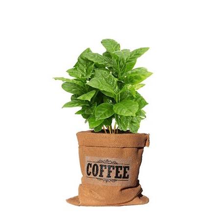 Büzgülü Çuval Beton Saksılı Kahve Yetiştirme Kiti