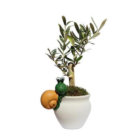 Salyangoz Aksesuarlı Toprak Saksılı Zeytin Fidanı