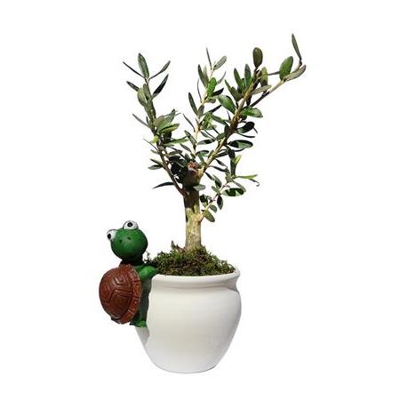 Kaplumbağa Aksesuarlı Toprak Saksılı Zeytin Fidanı