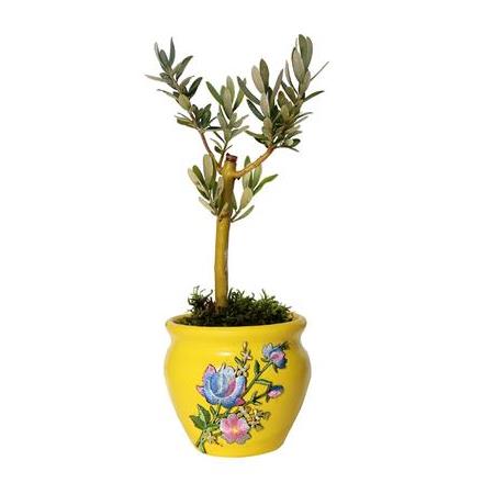 Çiçek Motifli Saksı İçinde Zeytin Ağacı (Sarı)