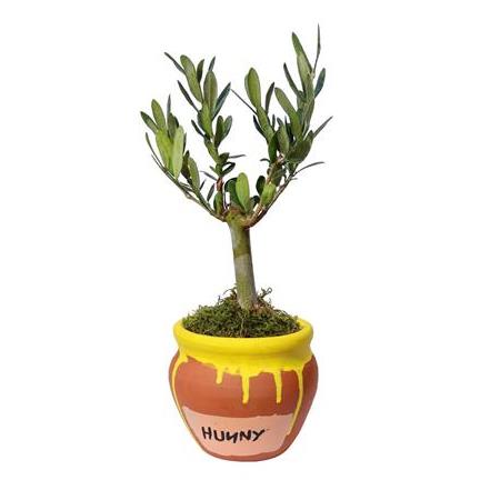 Hunny Toprak Saksı İçinde Zeytin