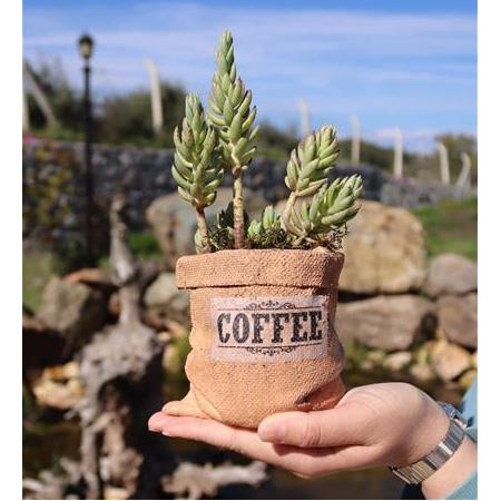 Büzgülü Çuval Beton Saksı İçinde Sedum Sukulent – Küçük Boy