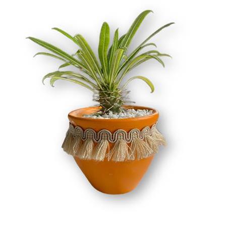 Püskül Motifli turuncu saksı içerisinde madagaskar palmiyesi