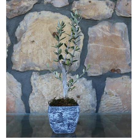 Kabartmalı Kare Dekoratif Saksı İçinde Zeytin Bonsai