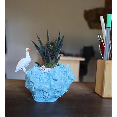 Yaban Ördeği Figürlü Haworthia Limifolia - Turkuaz