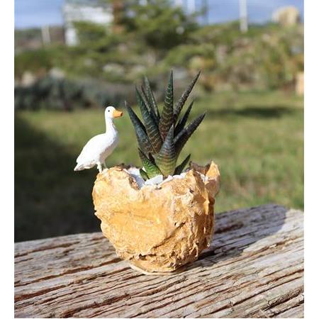 Yaban Ördeği Figürlü Haworthia Limifolia - Sütlü Kahve