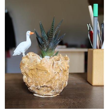 Yaban Ördeği Figürlü Haworthia Limifolia - Sütlü Kahve