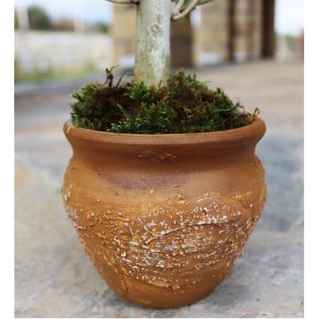 Dokulu Toprak Saksı İçinde Zeytin Fidanı – Kahverengi