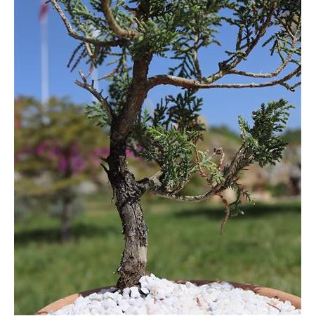 Ayaklı Dekoratif Saksılı Ardıç Bonsai