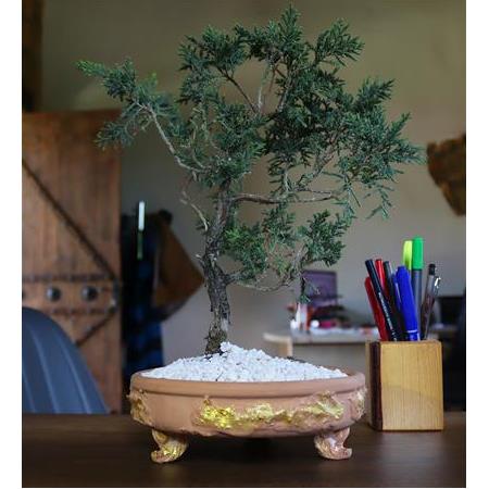 Ayaklı Dekoratif Saksılı Ardıç Bonsai